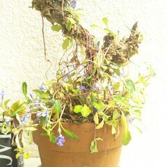 ヒメキランソウの画像