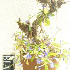 ヒメキランソウの画像
