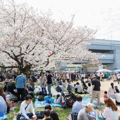 🌸武庫川桜マルフェス🌸2025🌸 − 兵庫県