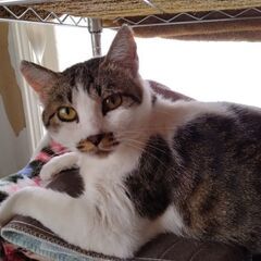 【大福／だいふく】7匹兄妹のお母さん猫 - 標津郡