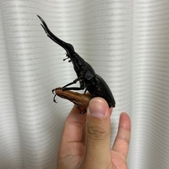 特大ギラファノコギリ　オス単　　の画像