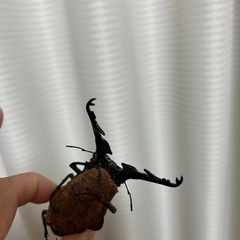 特大ギラファノコギリ　オス単　　の画像