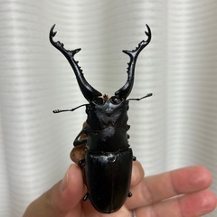 特大ギラファノコギリ　オス単　　の画像