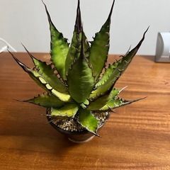 アガベ　ホリダ（抜き苗）の画像