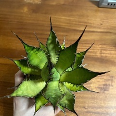 アガベ　ホリダ（抜き苗）の画像