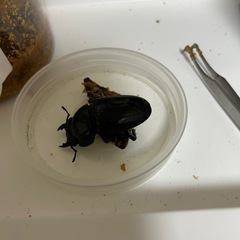 特大スマトラオオヒラタ成虫ペアの画像