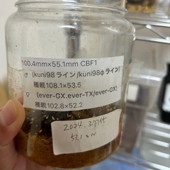 特大スマトラオオヒラタ成虫ペアの画像