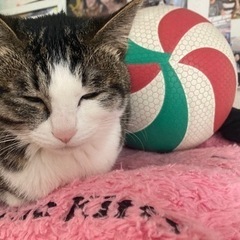 バレーボールをやりませんか！