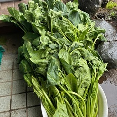 南アルプス市産ほうれん草3kg