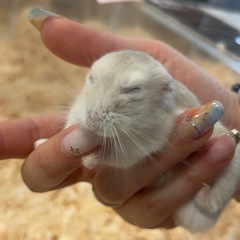 オンラインで英会話