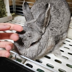 里親急募 うさぎ ネザー オス