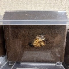 国産カブトムシ幼虫(終齢)