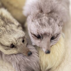 フォックス ファー 肩掛け クリップ2か所 パープル