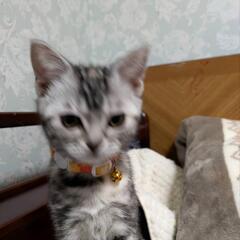 里親探してます。