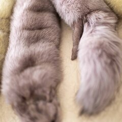 フォックス ファー 肩掛け クリップ2か所 パープルの画像