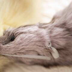 フォックス ファー 肩掛け クリップ2か所 パープルの画像
