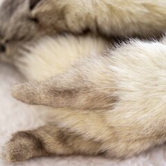 フォックス ファー 肩掛け クリップ2か所 ホワイトの画像