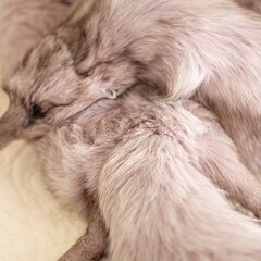 フォックス ファー 肩掛け クリップ2か所 ホワイトの画像