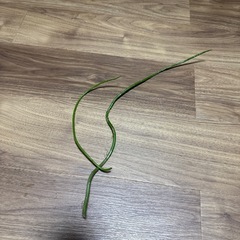 月下美人 シュート