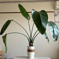 観葉植物　ストレリチア　