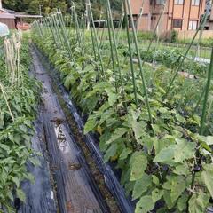 夏野菜の畑作業を手伝って下さい