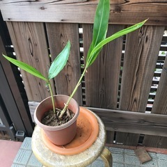 月桃の苗木