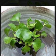 ホテイ草などの水草ください。