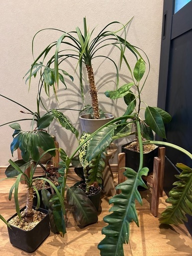 購入総額約５万円！！おしゃれな観葉植物　まとめ売り！