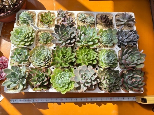 【超お得】24株セット多肉植物そのままお渡し