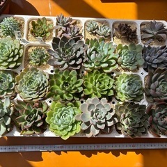 【超お得】24株セット多肉植物そのままお渡しの画像