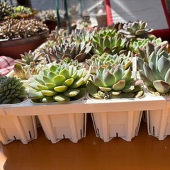 【超お得】24株セット多肉植物そのままお渡しの画像