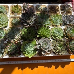 【超お得】24株セット多肉植物そのままお渡しの画像