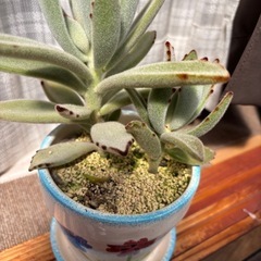【可愛い】鉢ごと多肉植物月兎耳の画像