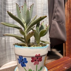 【可愛い】多肉植物月兎耳