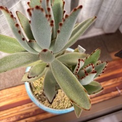 【可愛い】鉢ごと多肉植物月兎耳の画像