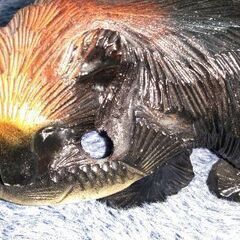 木彫り熊　大小