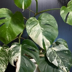 観葉植物 斑入り モンステラ
