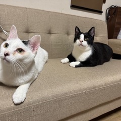 保護猫　　男の子女の子　 − 石川県