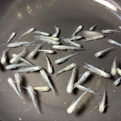 飼育終了　ドラゴンブルーメダカ　めだか　約４０匹　幼魚→若魚