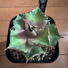 アガベ　黒豹
の画像