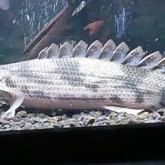 ポリプテルス　エンドリケリーショート　極太ステゴ体系　２３cm程度　動画あり　熱帯魚、大型魚　アロワナのお供に！の画像