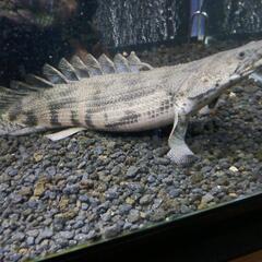 ポリプテルス　エンドリケリーショート　極太ステゴ体系　２３cm程度　動画あり　熱帯魚、大型魚　アロワナのお供に！の画像