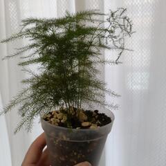 観葉植物🌿‬アスパラガス