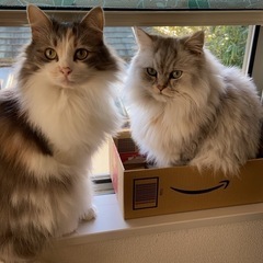 ノルウェージャンフォレストキャット、チンチラペルシャ