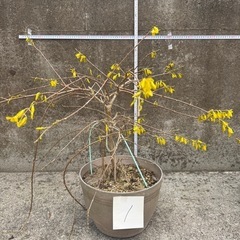 植木 レンギョウ  1/3