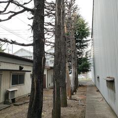 ☆無料☆　薪　薪材　原木　ヒマラヤスギ枯れ木　茨城　古河市の画像
