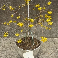 植木　レンギョウ　2/3