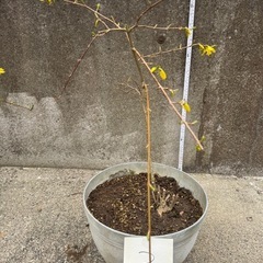 植木　レンギョウ　3/3