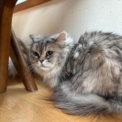 ペルシャ女の子 - 猫