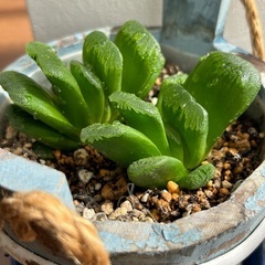多肉植物　2苗入　ハオルチア  玉扇系　鉢ごとの画像